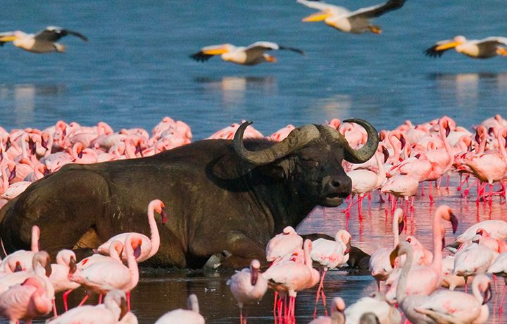 Destination: Kenya